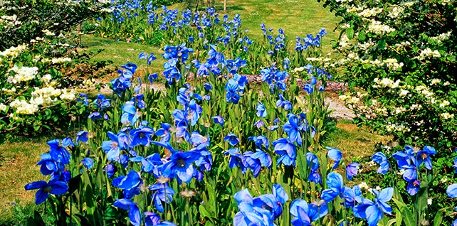 Crarae Garden Castle