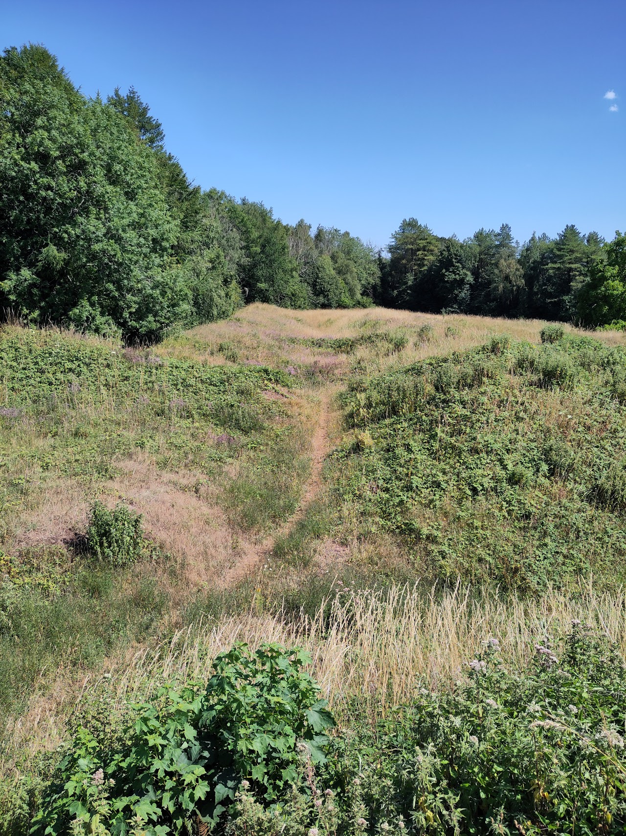 Llanmelin Wood Hillfort