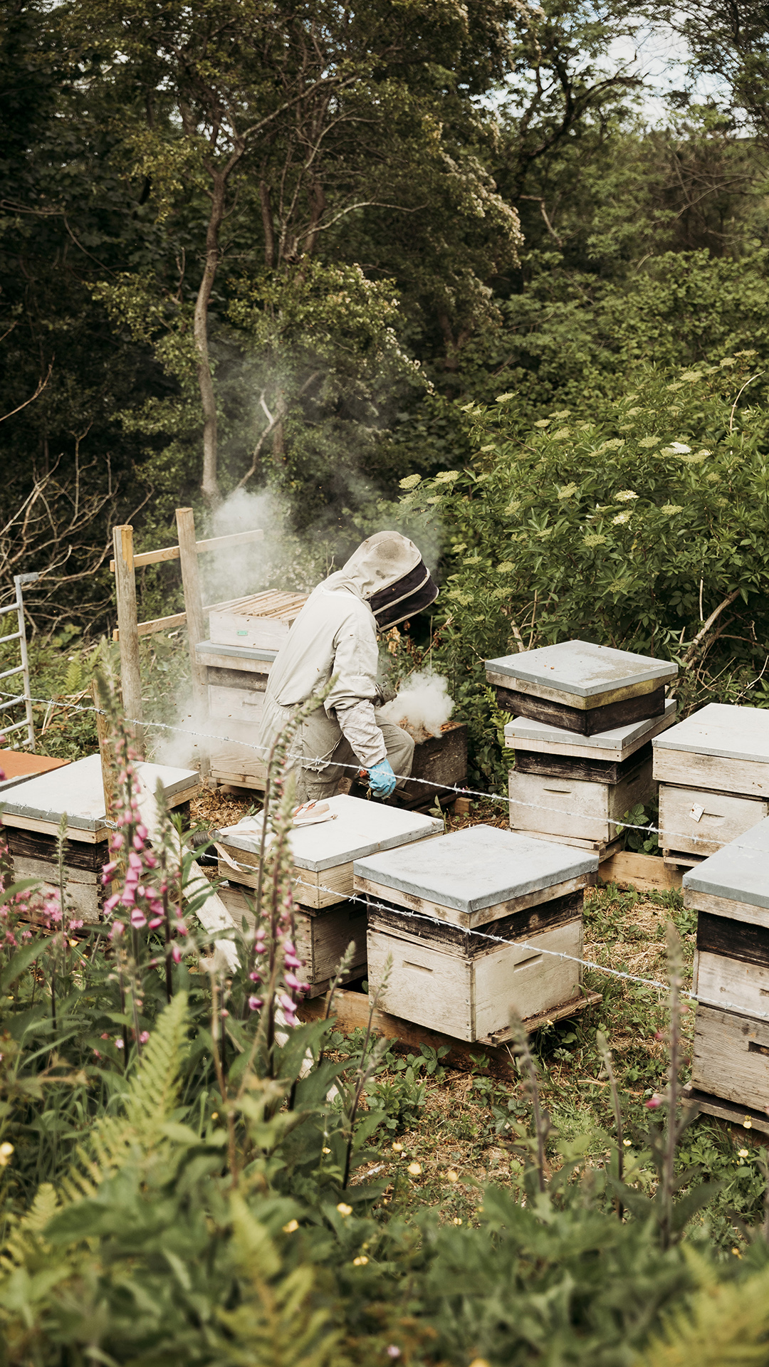 New Quay Honey Farm & Castle
